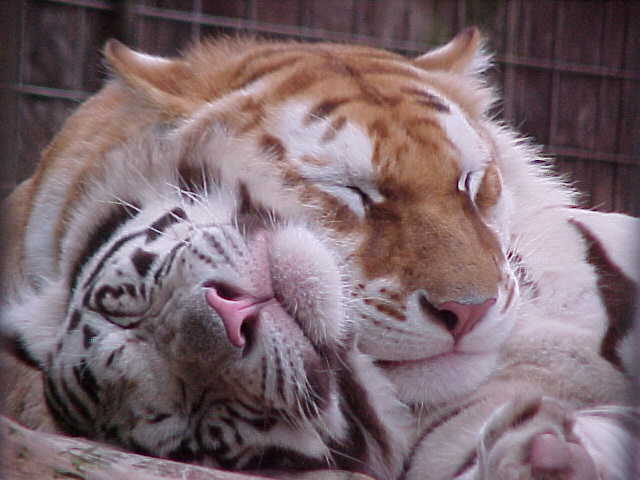 http://tamby.fulgan.com/pictures/siky-tigers/Lovely.jpg